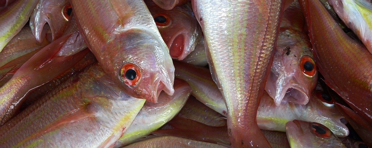 How Much Fish Is Safe to Serve My Kids?