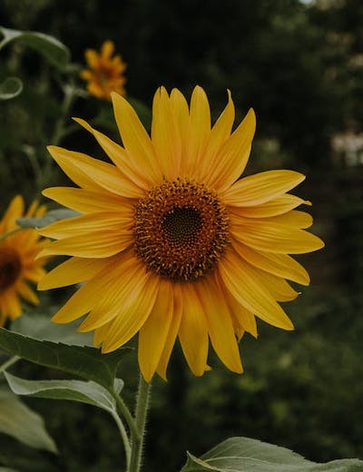image4